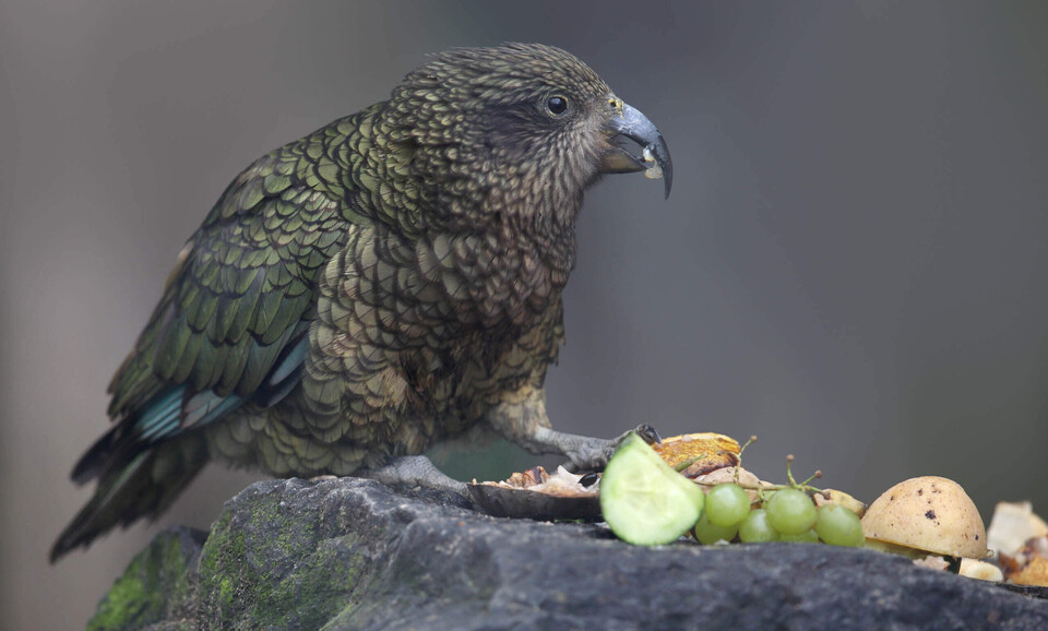 Vögel